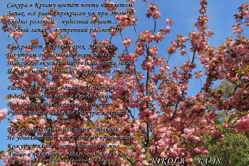 Сакура в Крыму цветёт
